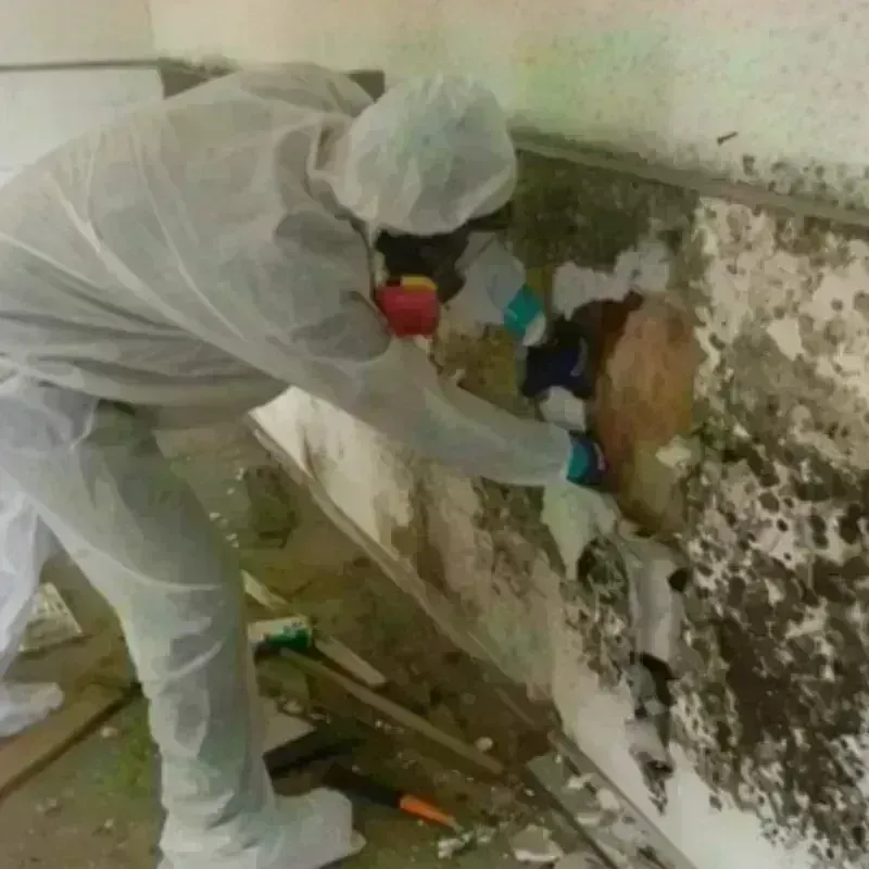 Mold Remediation and Removal in Avenal, CA